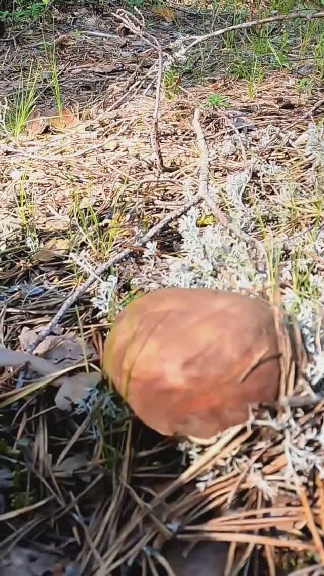 Грибник ОБАЛДЕЛ, когда увидел ЭТО! Белые грибы боровики Сказочная Карелия #shorts #лес #грибы смотреть онлайн