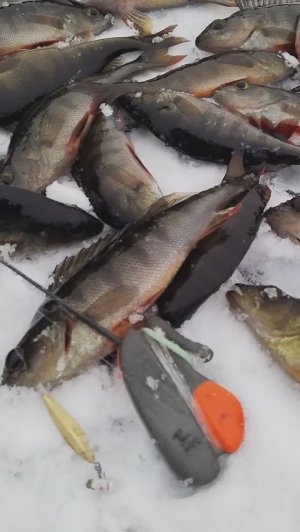 Первый лед 2024 - 2025 нашел таежное озеро и обалдел, сказочная Карелия