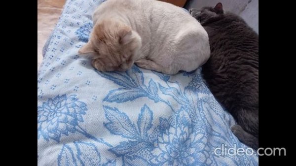 clideo_editor_ba293beb7f614c6591b28eef354dcd04