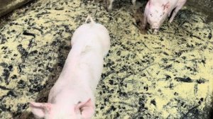 Нас показали по телевидению! Как прошел опорос!Новости Молодой фермы!