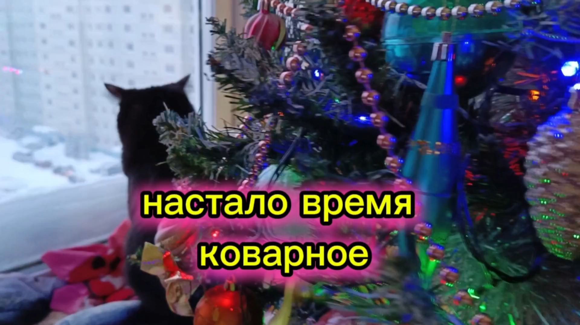 Кошки с озвучкой. смотреть онлайн