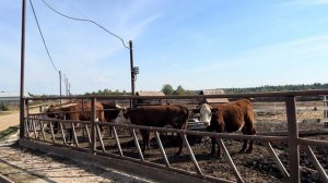 Приехали отбирать ГЕРЕФОРДОВ в племенное хозяйство! И отдохнули в курортном комплексе Тайны Юронги!