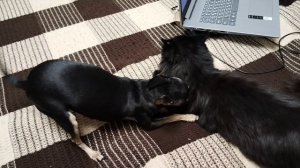 той терьер загрыз кота веслоуха!!)))