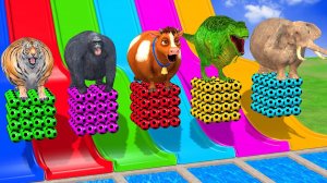 Веселые игры с слоном, гориллой, бегемотом, тигром - 3D игра с животными - Забавные 3D животные