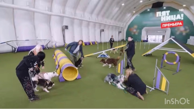 «Звезды под капельницей» 3 выпуск 28.11.25 необычная терапия с собаками в борьбе с зависимостями смотреть онлайн