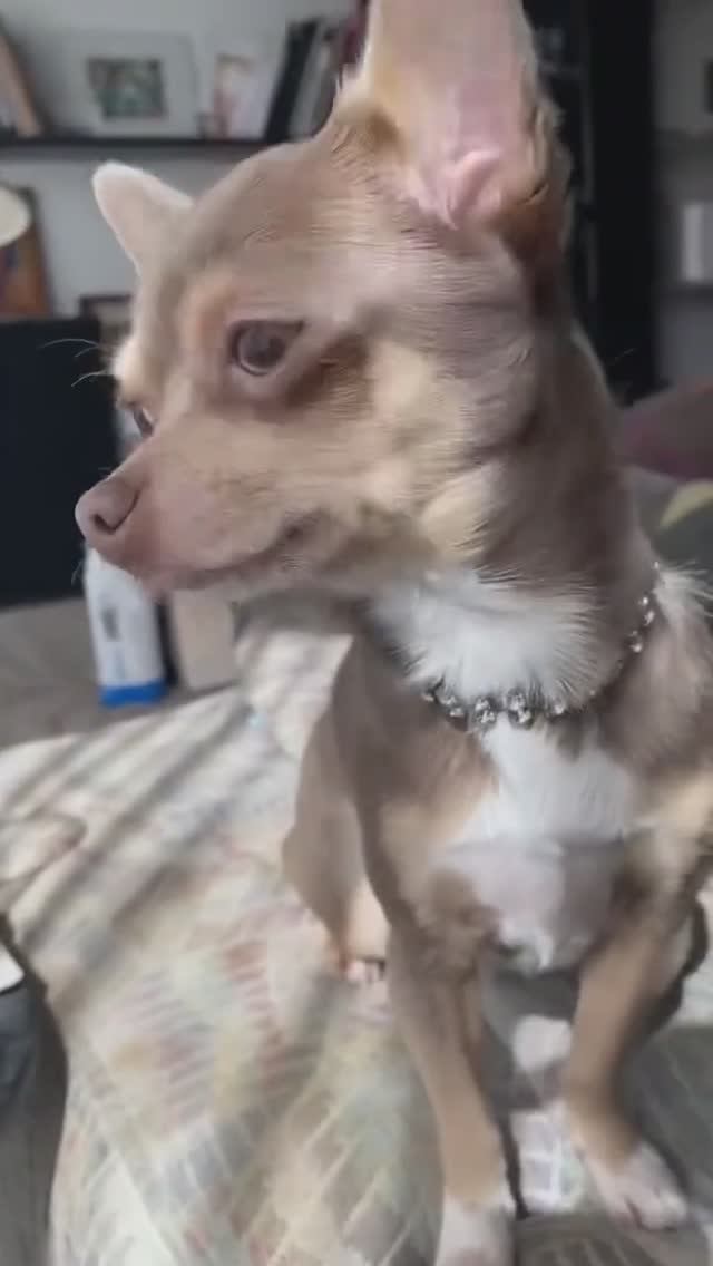 Как живет чихуахуа.