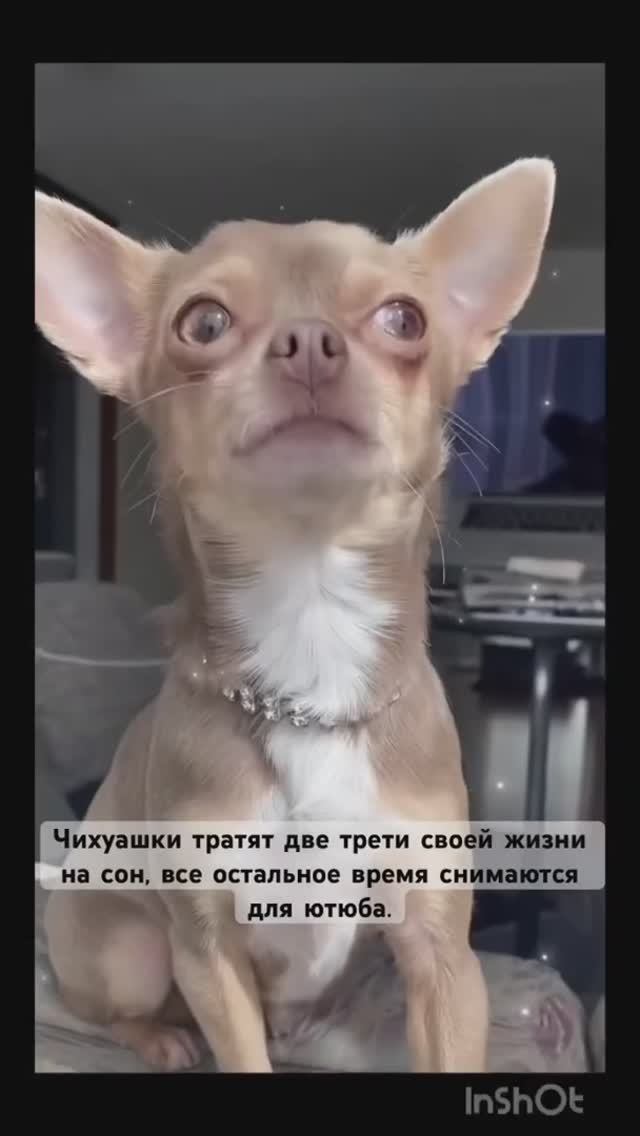 Чихуахуа Ниночка