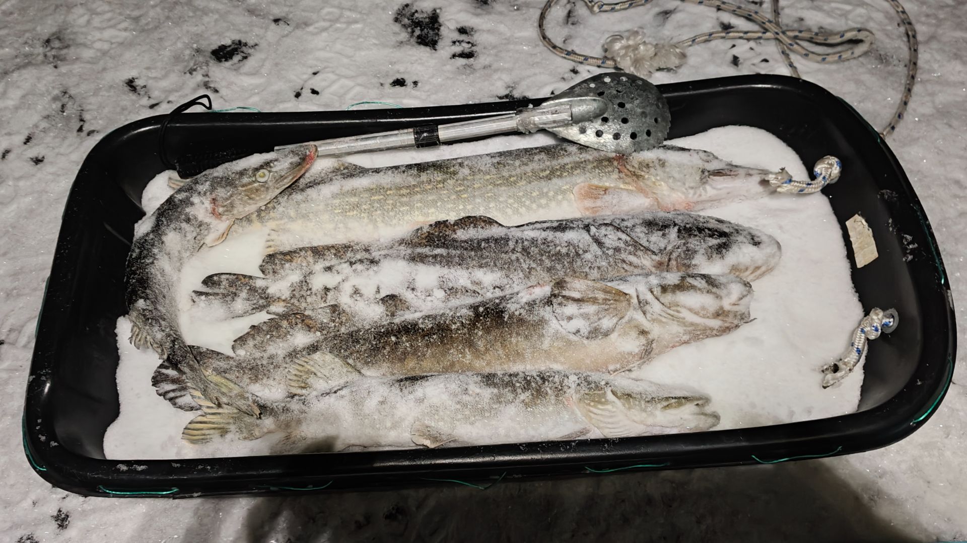 Аргази. Открытие зимнего сезона 2025г Налим есть! смотреть онлайн