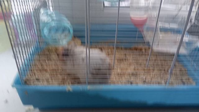 хрюкающий хомяк смотреть онлайн