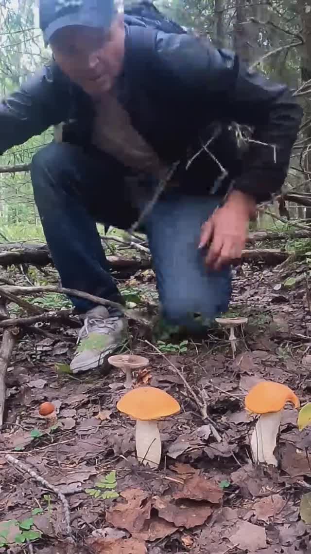 Глаза разбегались, руки тряслись, не знал за что браться! Зашёл в лес и обалдел, такого не ожидал. смотреть онлайн