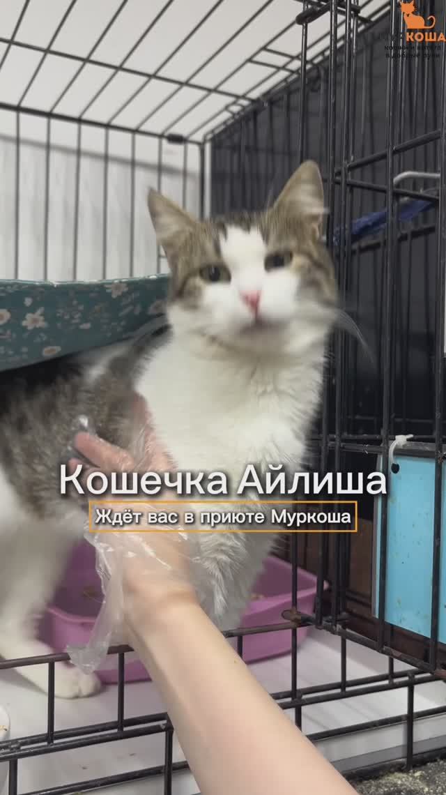 Айлиша ждёт вас в приюте #Муркоша смотреть онлайн