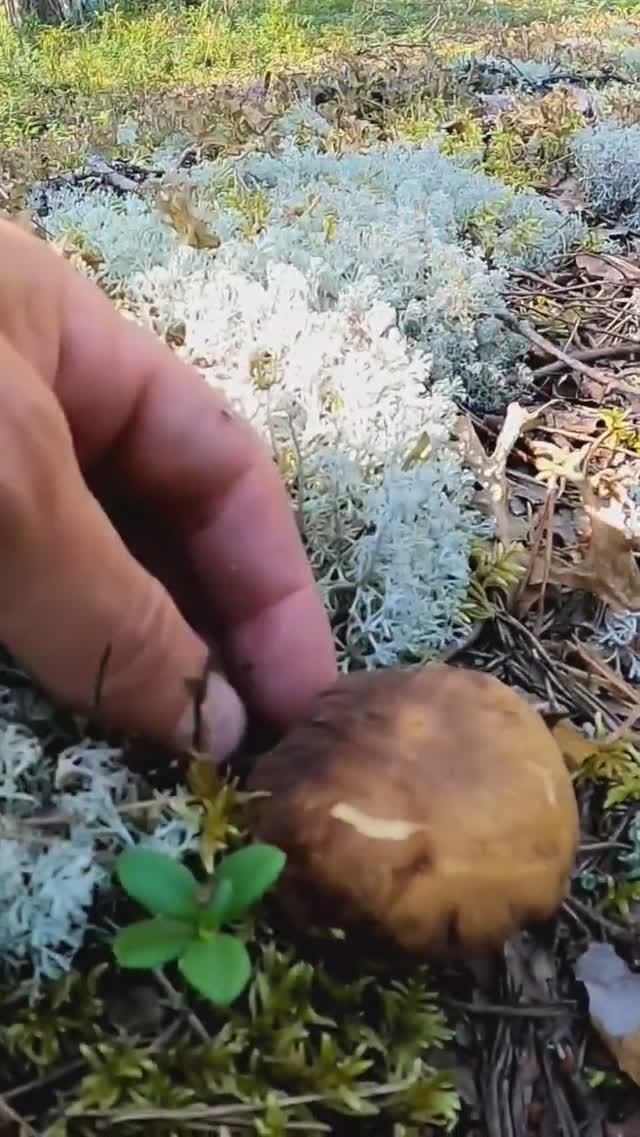 Тут БОРОВИКИ растут прямо на ДОРОГЕ! Белые грибы в БЕЛОМОШНИКЕ! Сказочная Карелия #грибы #лес смотреть онлайн