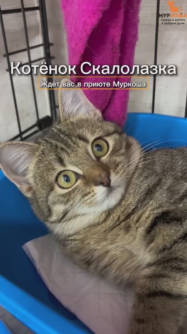 Скалолазка ждёт вас в приюте #Муркоша смотреть онлайн