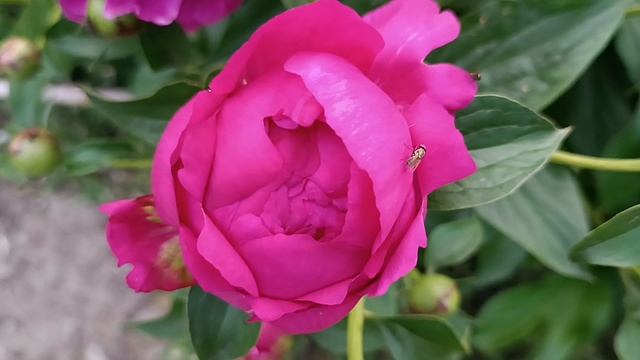 Прекрасные пионы, июнь 2025 год.🌺 смотреть онлайн