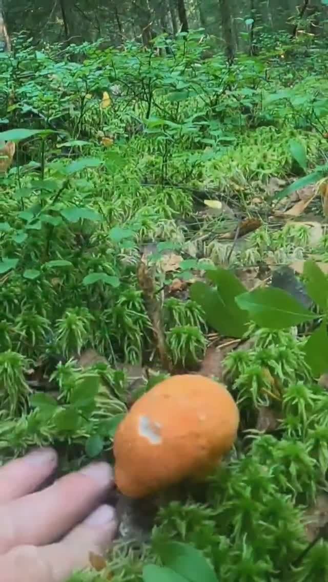 Фантастика! Грибы на каждом шагу! Сказочная Карелия #лес #грибы #mushroom #природа смотреть онлайн