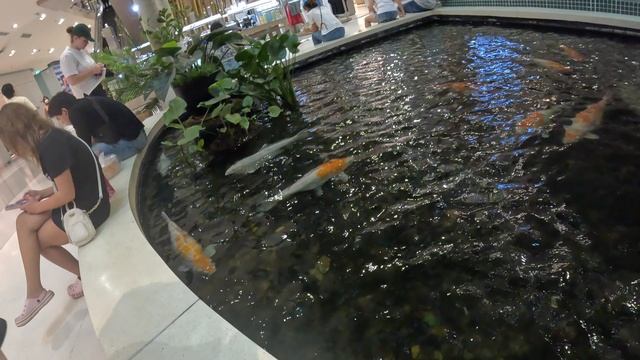 Рыбы в ТЦ Central Phuket Festival Пхукет Таиланд смотреть онлайн