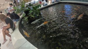 Рыбы в ТЦ Central Phuket Festival Пхукет Таиланд