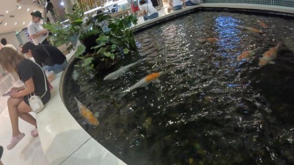 Рыбы в ТЦ Central Phuket Festival Пхукет Таиланд