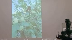 О сортах яблони растущих в д. Новогрудинина