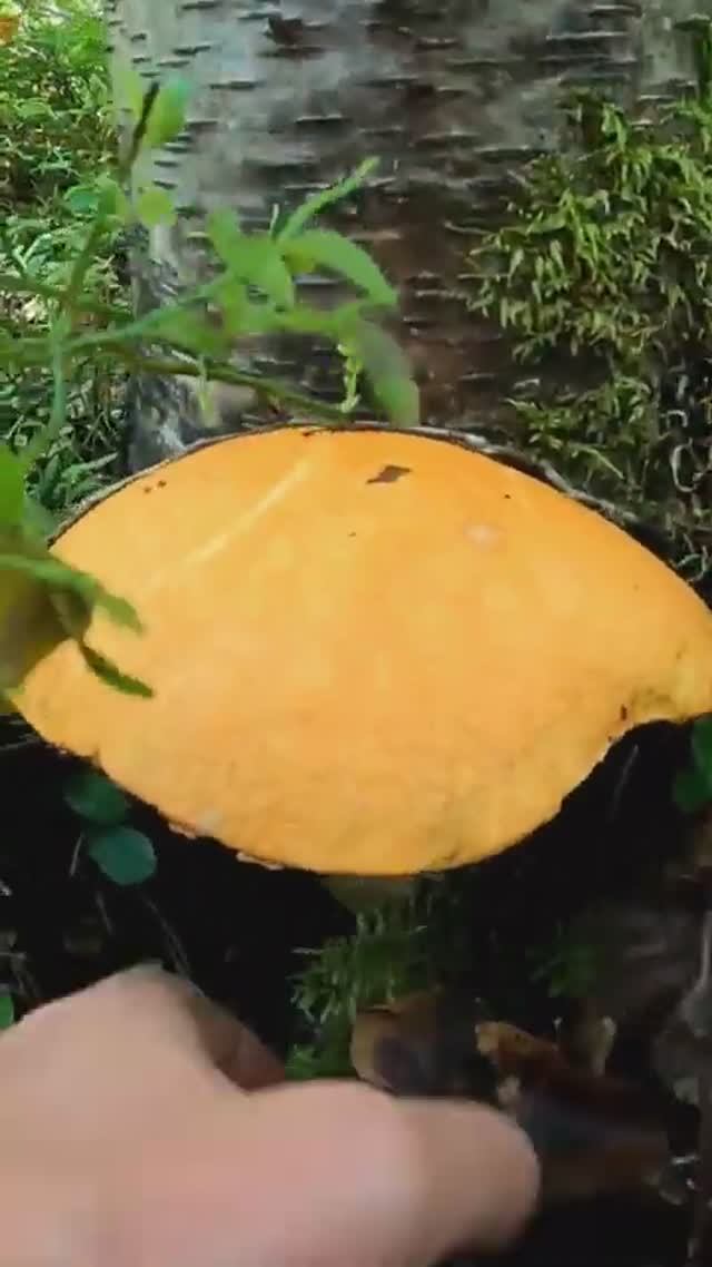 Грибы срезать или выкручивать. Грибы 2024 #лес #грибы #mushroom #forest смотреть онлайн