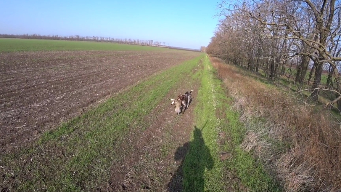 Охота на зайца. Один меткий выстрел. Дефф и Алтай. смотреть онлайн