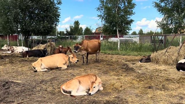 Фермерские будни в полях! Отгружаем сено покупателям! Как мы столкнулись с воровством рулонов… смотреть онлайн