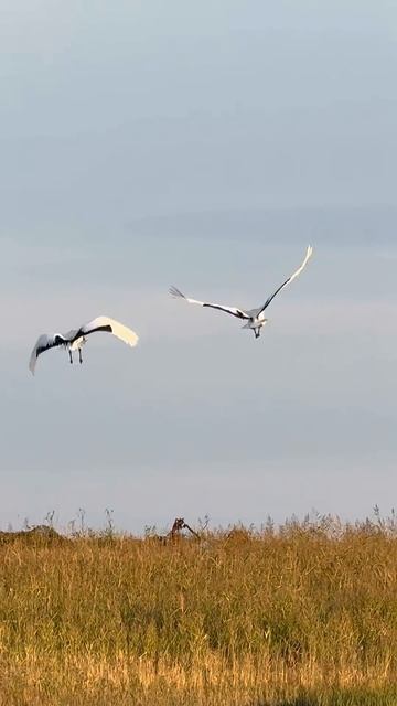 Красота, не иначе!