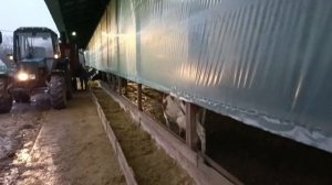 Пленка в коровнике