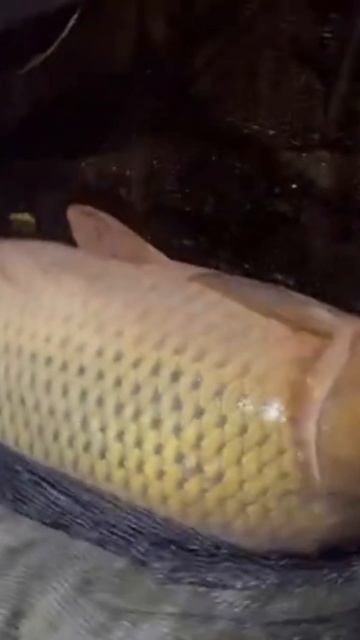 Березовый берег смотреть онлайн