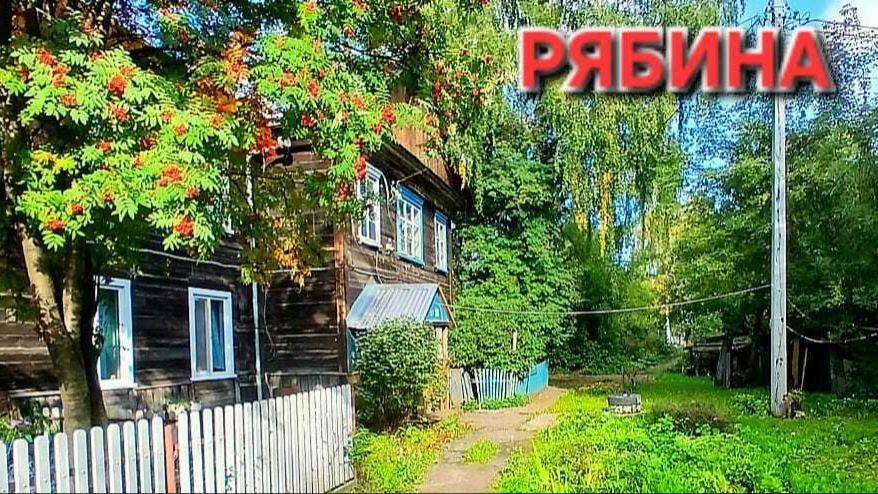 Рябина