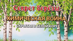 Почему у берёзы белый ствол и почему вокруг неё почти ничего не растёт?