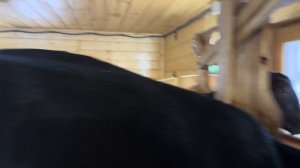 Разорились на сосуд Дьюара. Ферма в женских руках. Справляемся сами! | Молодая Ферма