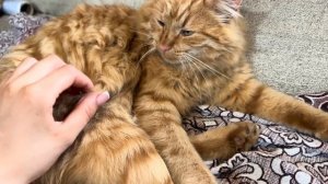 Долгожданный отёл! Кого нам принесла мясная коровка! Вечерняя управа на хозяйстве!