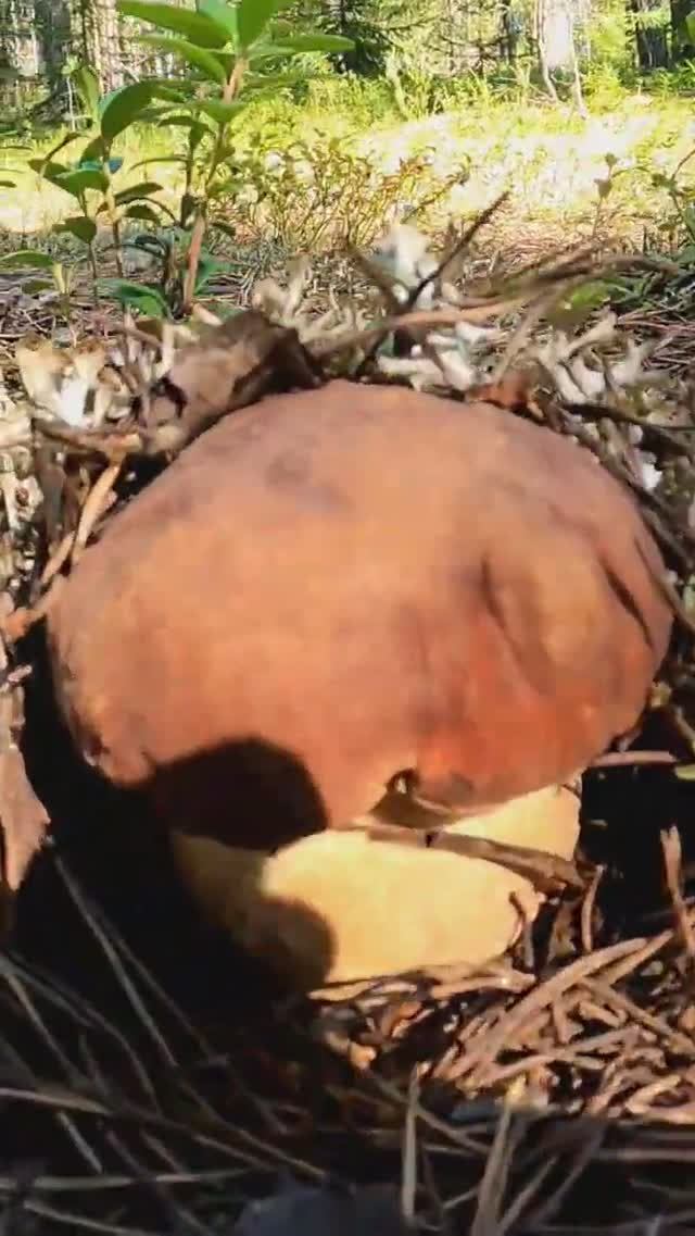 Это просто БОМБА! Нашёл ЧУДО в лесу и ОБАЛДЕЛ! Грибник в ШОКЕ #лес #грибы #находка смотреть онлайн