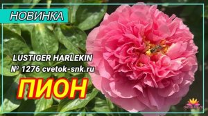 Пион «LUSTIGER HARLEKIN»/Сад Ворошиловой