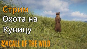 Охота на лесную куницу в Шотландии в theHunter: Call of the Wild