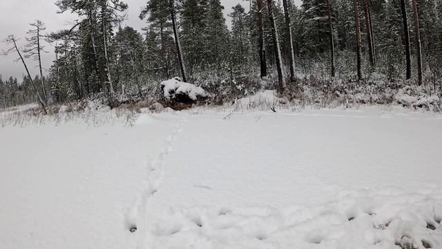 Выглянул из палатки и обалдел. Рыбалка с ночёвкой. Рыбалка в Карелии. Проверка жерлиц смотреть онлайн