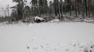 Выглянул из палатки и обалдел. Рыбалка с ночёвкой. Рыбалка в Карелии. Проверка жерлиц