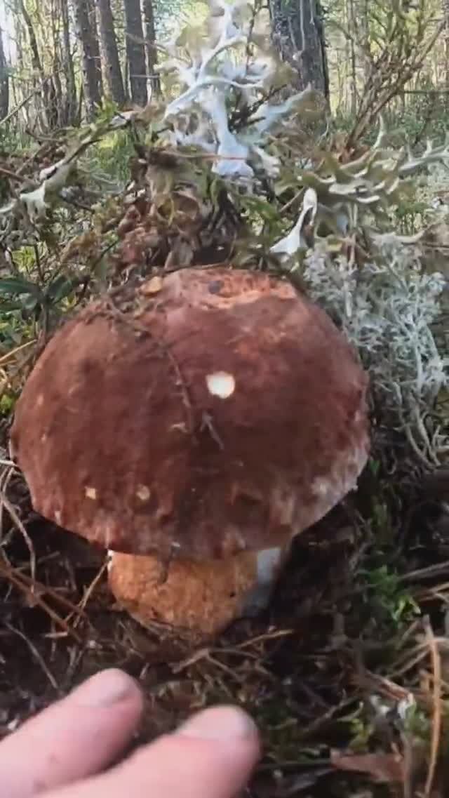 ВСЮ жизнь МЕЧТАЛ попасть в ЭТОТ ЛЕС! Нашёл это ЧУДО и ОБАЛДЕЛ. #грибы #лес #mushroom смотреть онлайн