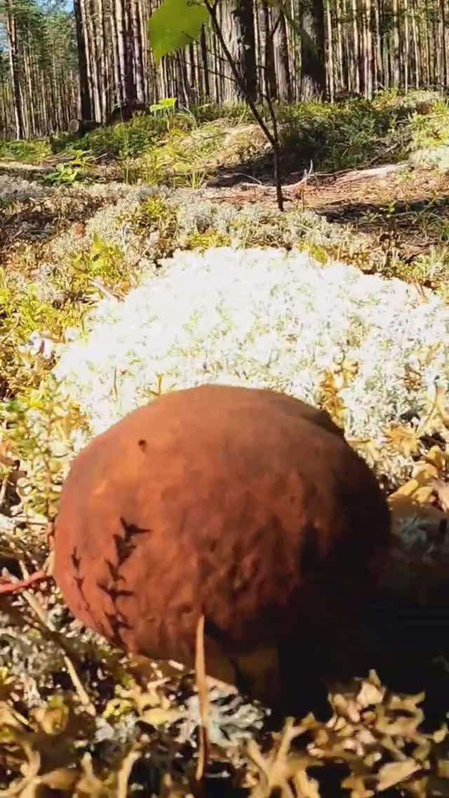 Нашёл ЧУДО природы ОБАЛДЕЛ ЭТО надо ВИДЕТЬ! #лес #грибы #природа #forest #mushroom #boletus смотреть онлайн