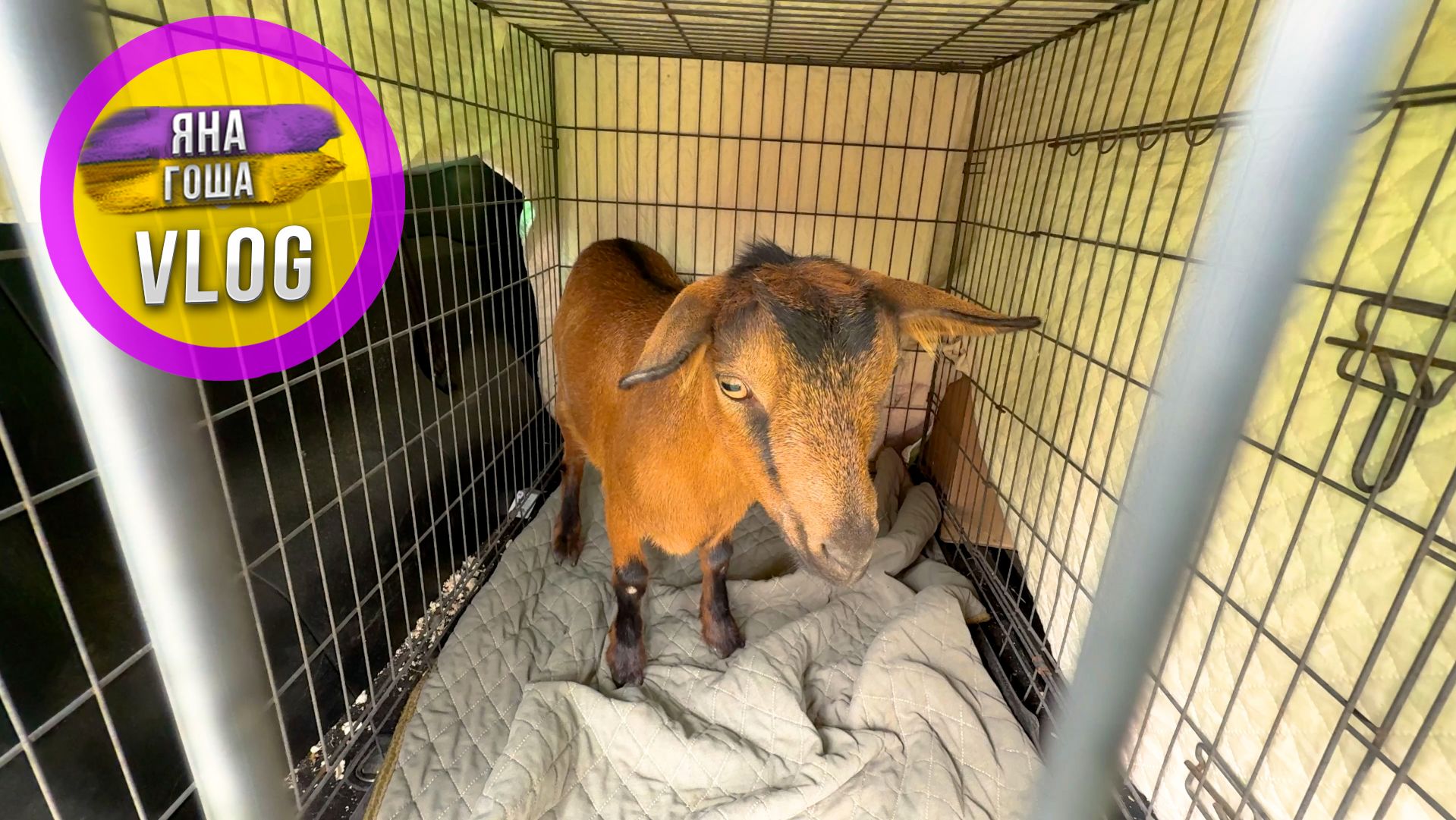 Мы ПРОДАЛИ козу и сказочно РАЗБОГАТЕЛИ! На ВБ примеряли куртки! Что в итоге? Лучшая пицца в Феодосии смотреть онлайн