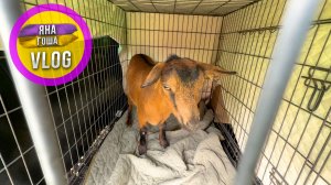 Мы ПРОДАЛИ козу и сказочно РАЗБОГАТЕЛИ! На ВБ примеряли куртки! Что в итоге? Лучшая пицца в Феодосии