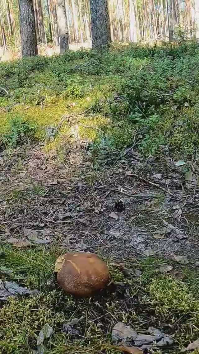 Грибник потерял ДАР РЕЧИ когда нашёл ЭТО! Белые грибы боровики #лес #грибы #mushroom #forest смотреть онлайн