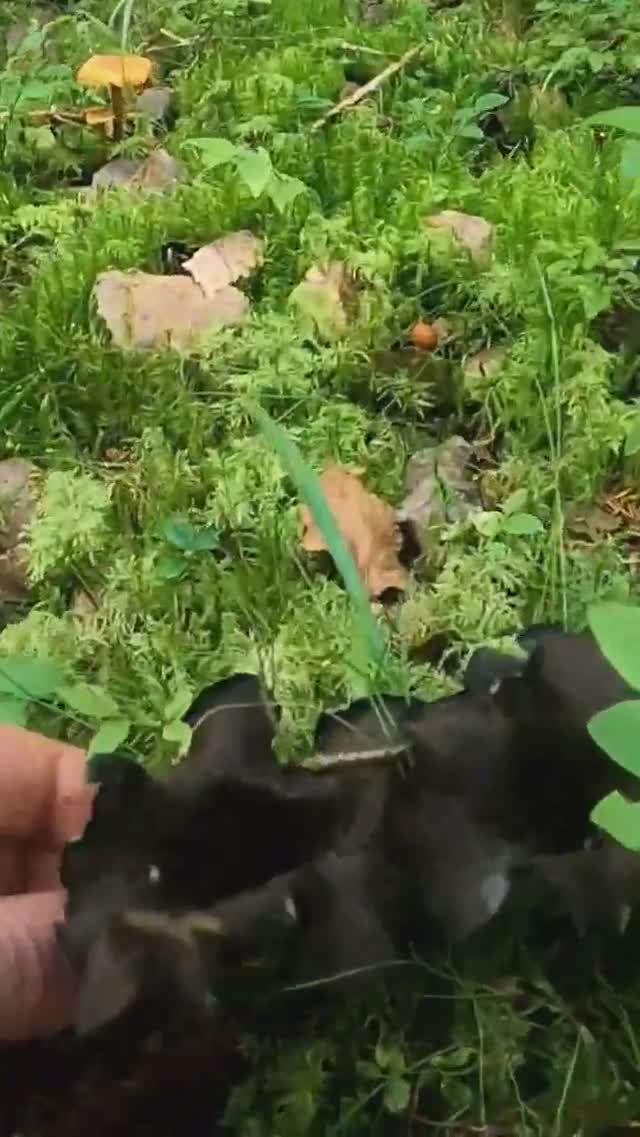 ГРИБНИК ТАКОГО ТОЧНО УВИДЕТЬ В ЛЕСУ НЕ ОЖИДАЛ! НАШЁЛ ОГРОМНУЮ ПОЛЯНУ РЕДКИХ ГРИБОВ И ОБАЛДЕЛ! смотреть онлайн