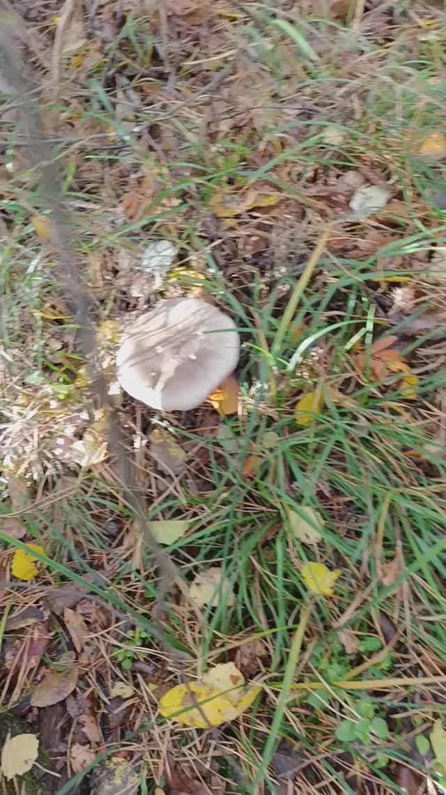 Отец еще нашел красивую поляну рядовки говорушка дымчатая смотреть онлайн