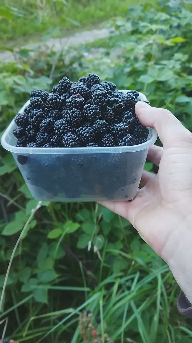 нашли заброшенный участок с зарослями ежевики