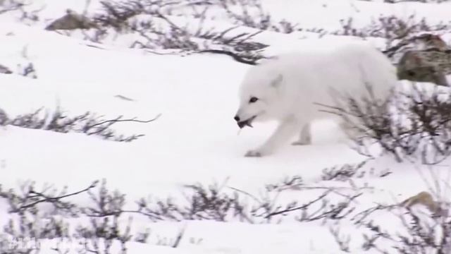 Животные севера Животные которые живут на севере Учим полярных животных смотреть онлайн