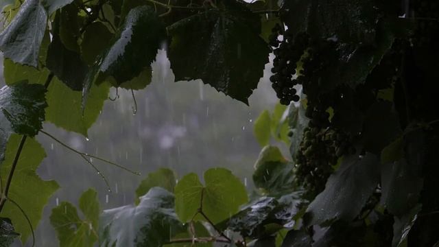 Безмятежный дождь смотреть онлайн