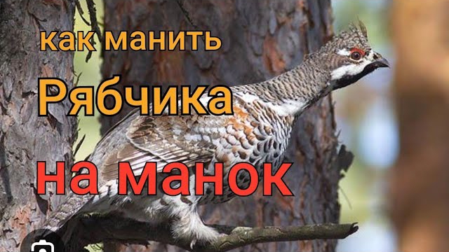 Как манить рябчика на манок! смотреть онлайн