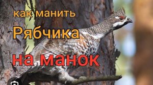 Как манить рябчика на манок!